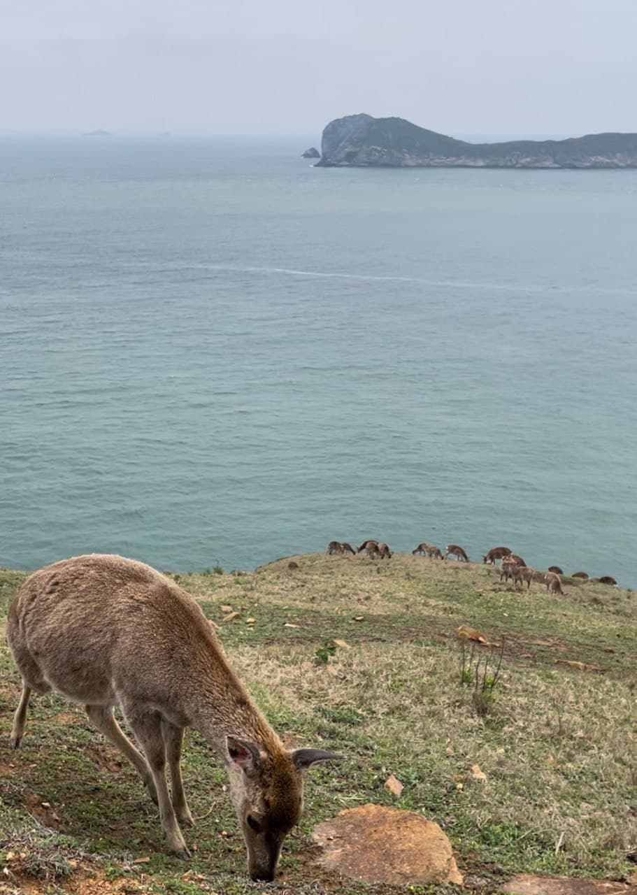 Nature's Harmony on Matsu's Deer Island