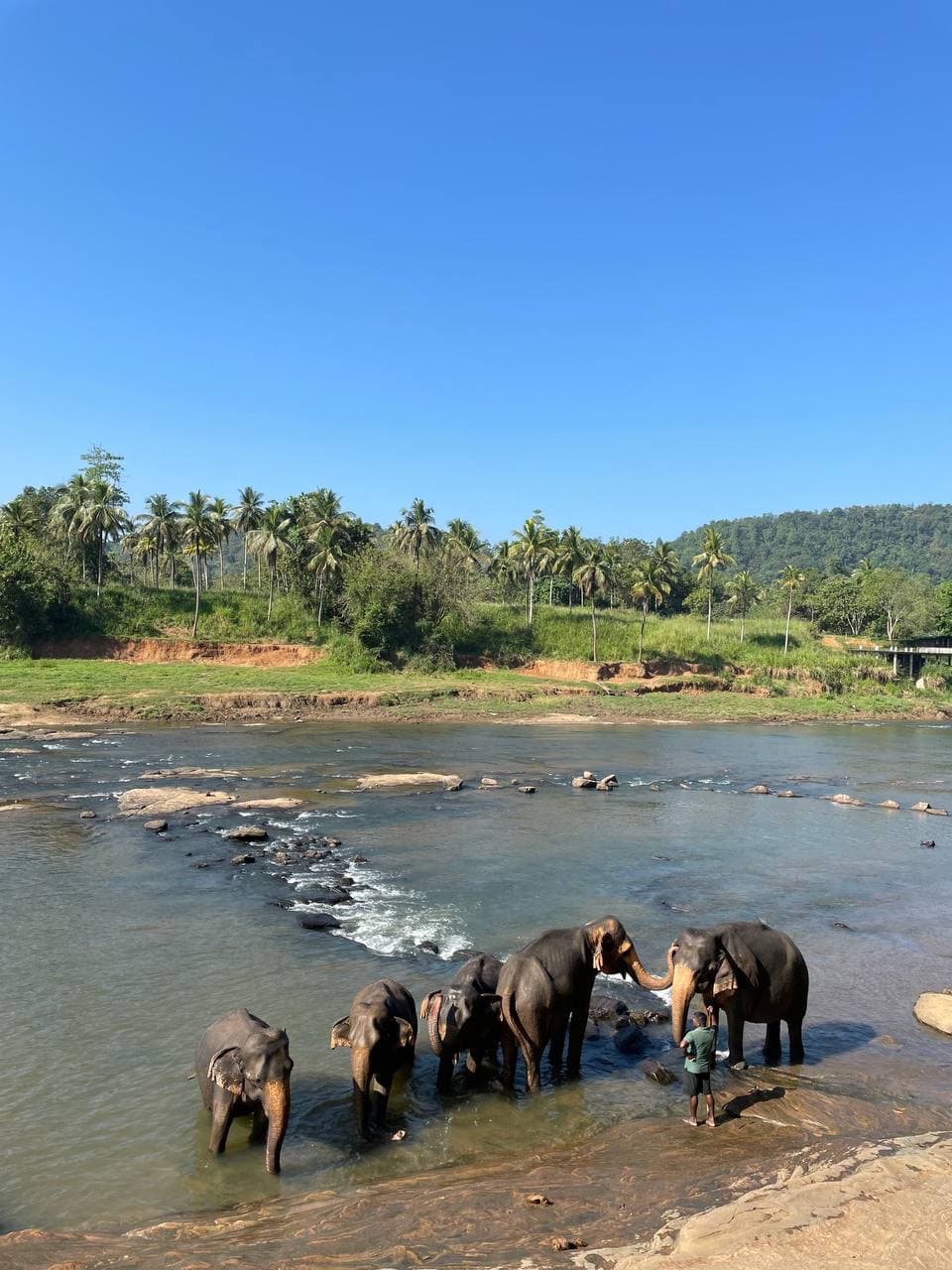 Meeting Gentle Giants - Visiting Pinnawala Elephant Orphanage